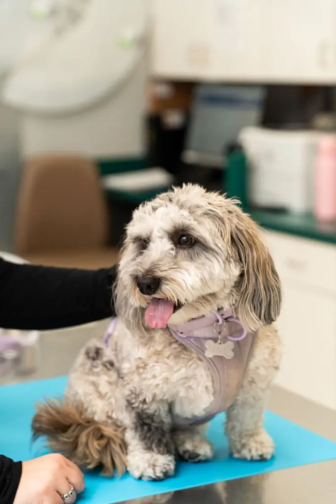 small dog on an exam table at Mixed Pet Veterinary Hospital.