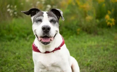 Caring for Geriatric Pets A Guide for Pet Owners