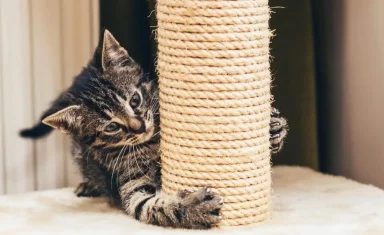 Cat Scratching Furniture?