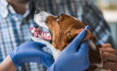 Coronavirus in Pet Dogs and Cats