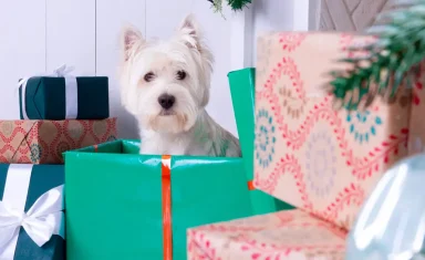 Giving Pets As Gifts