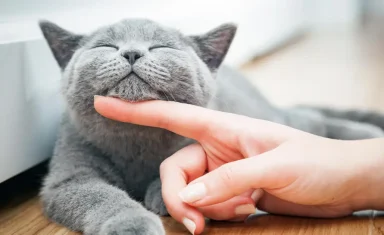 Preventative Care for Cats