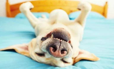 Protecting Your Pet From Heartworm Disease