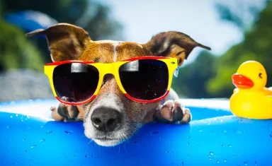 6 Tips to Help Your Pet Beat the Heat