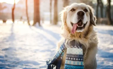Winter Safety Tips for Pets